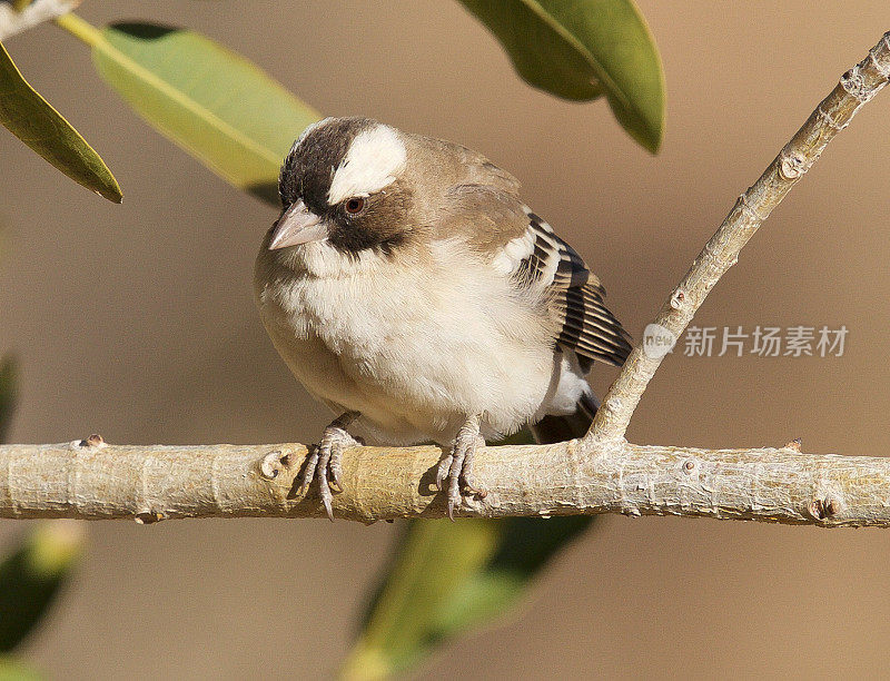 White-Browed Sparrow-Weaver